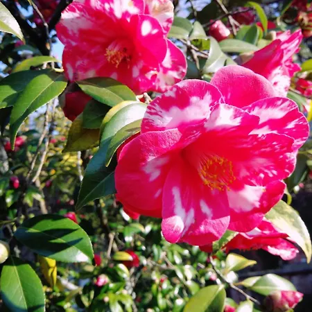 Szálloda Chantaco Golf & Wellness 4*